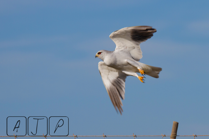 Black-shouldered Kite