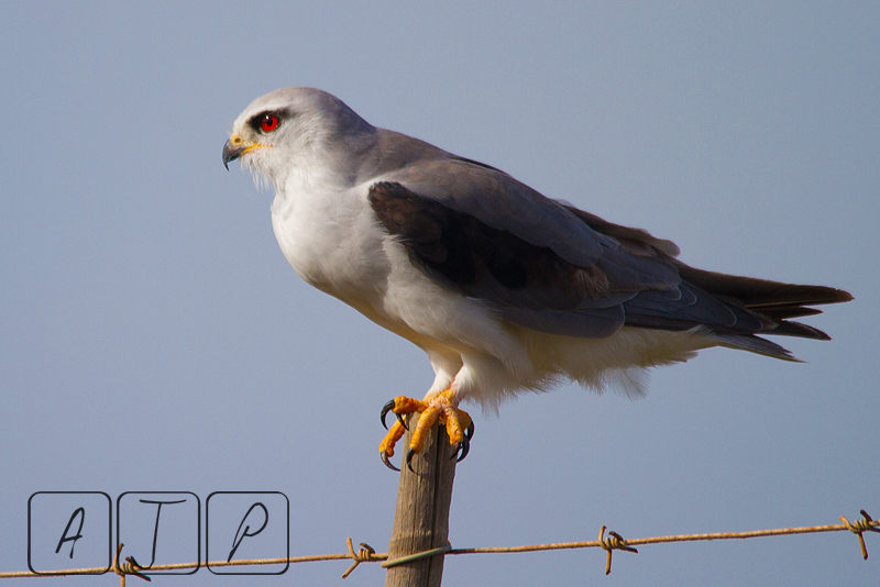 Black-shouldered Kite