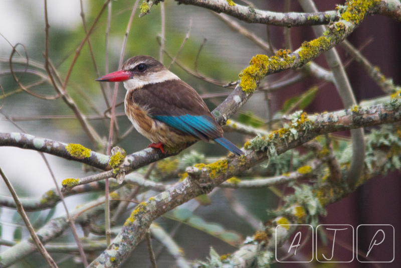 Brown-hooded Kingfisher