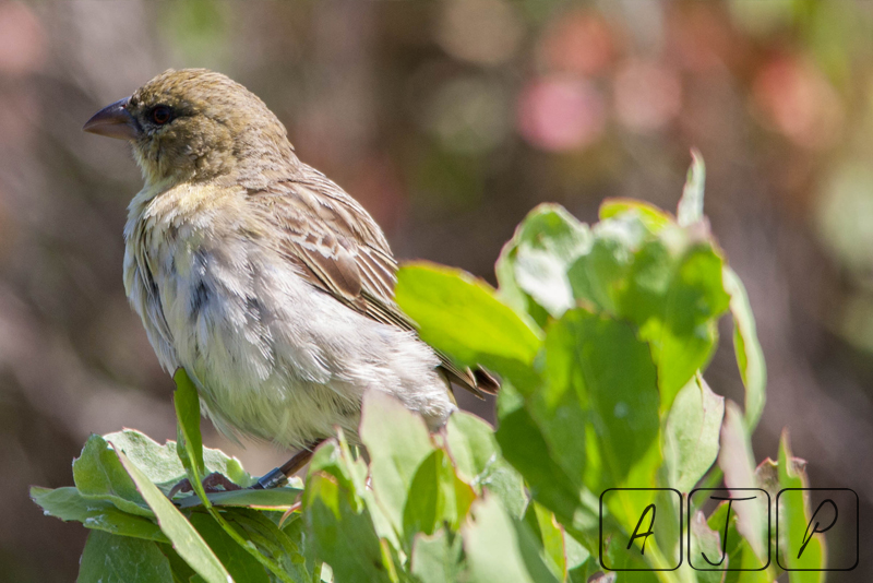 Canary