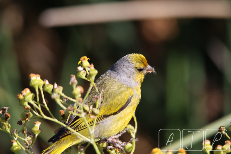 Canary