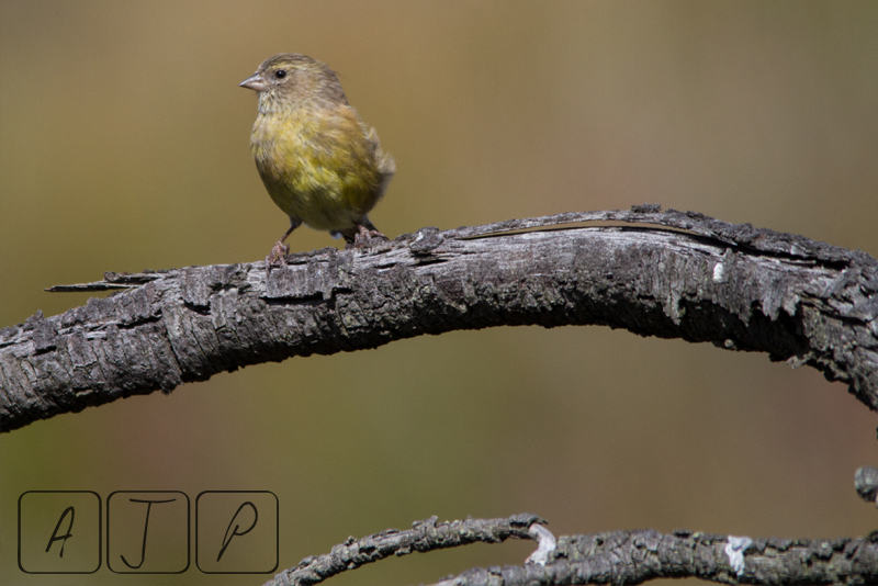 Canary