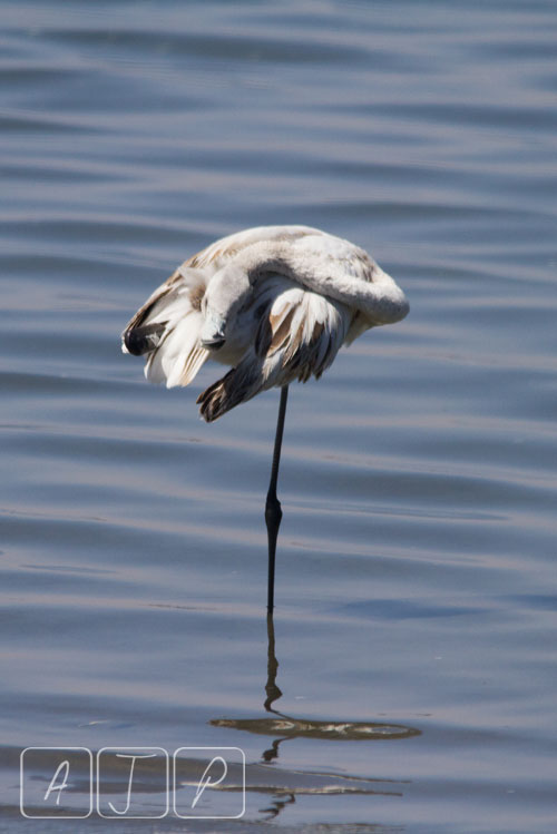 Greater Flamingo