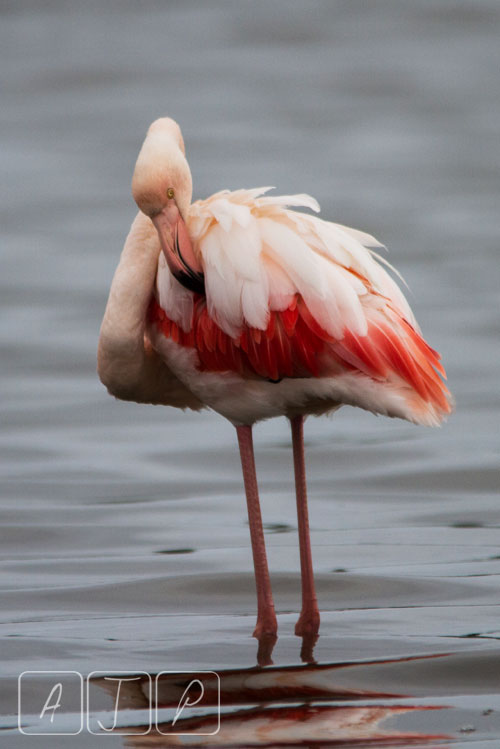 Greater Flamingo