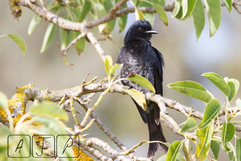 Forked-tailed Drongo