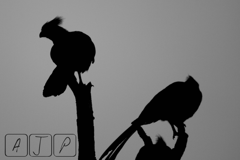 Grey Go-away-bird