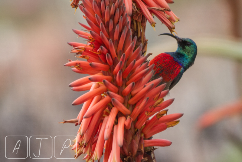 Greater Double-collared Sunbird