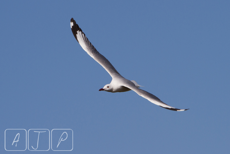 Hartlaubs Gull