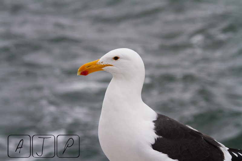 Kelp Gull