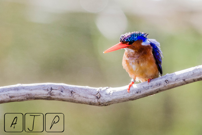 Malachite Kingfisher