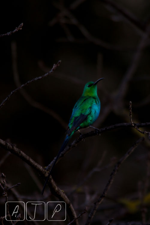 Malachite Sunbird