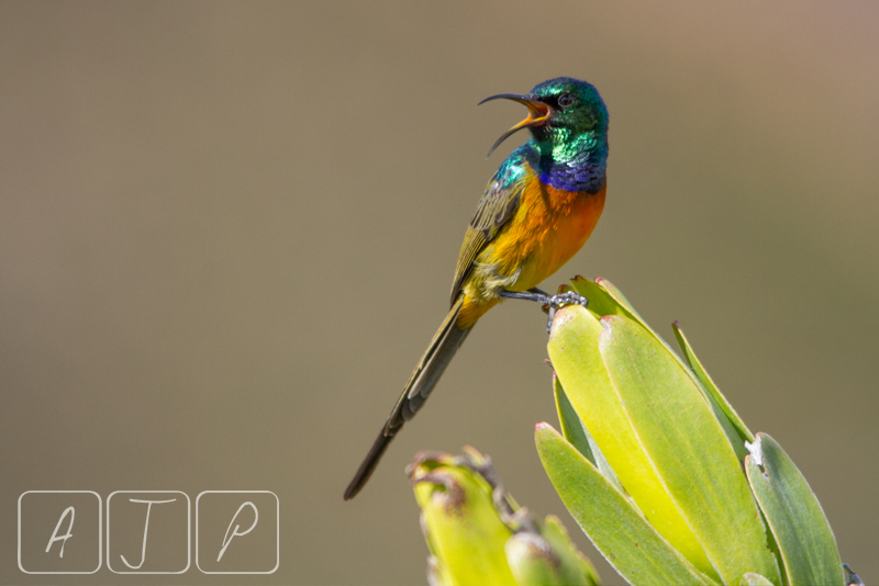 Orange-breasted Sunbird