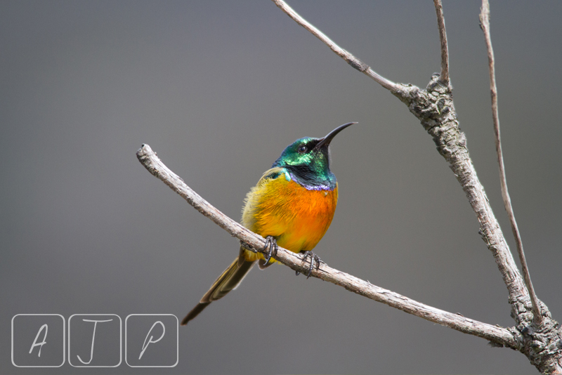 Orange-breasted Sunbird