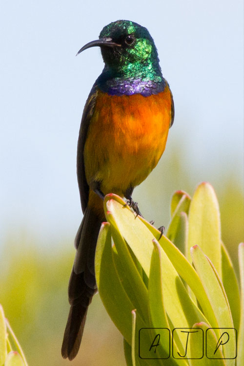 Orange-breasted Sunbird