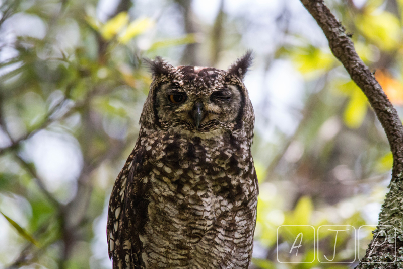 Owl