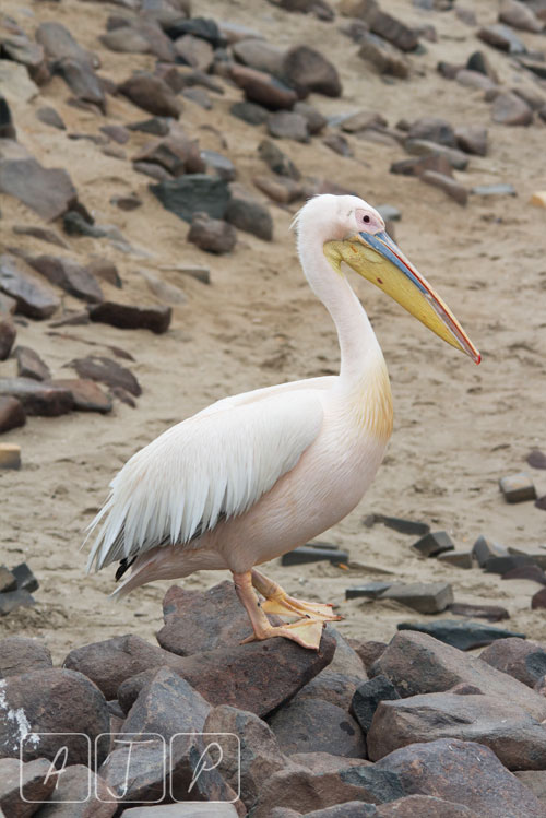 Great White Pelican