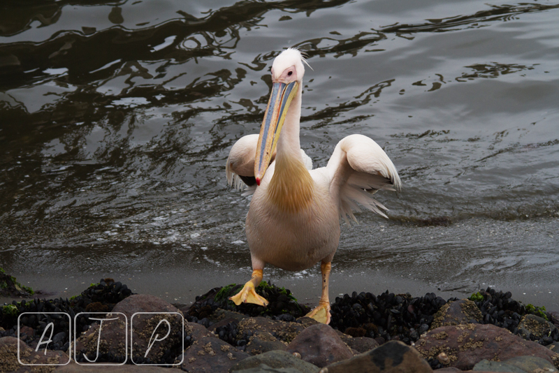 Great White Pelican