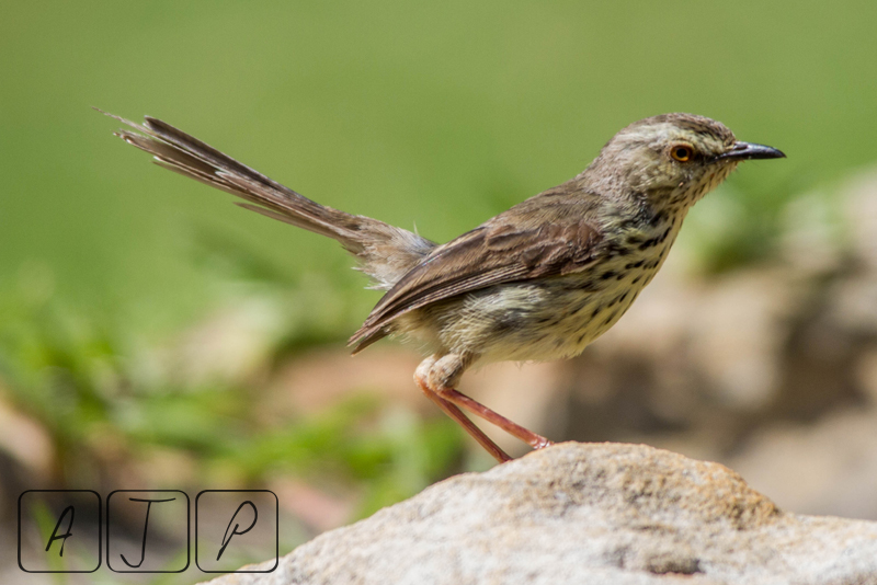 Karoo Prinia