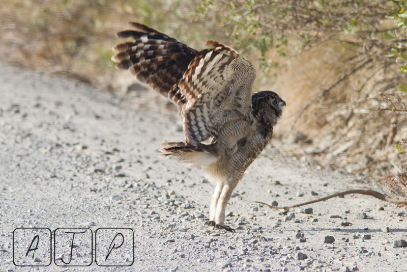 Cape Eagle Owl