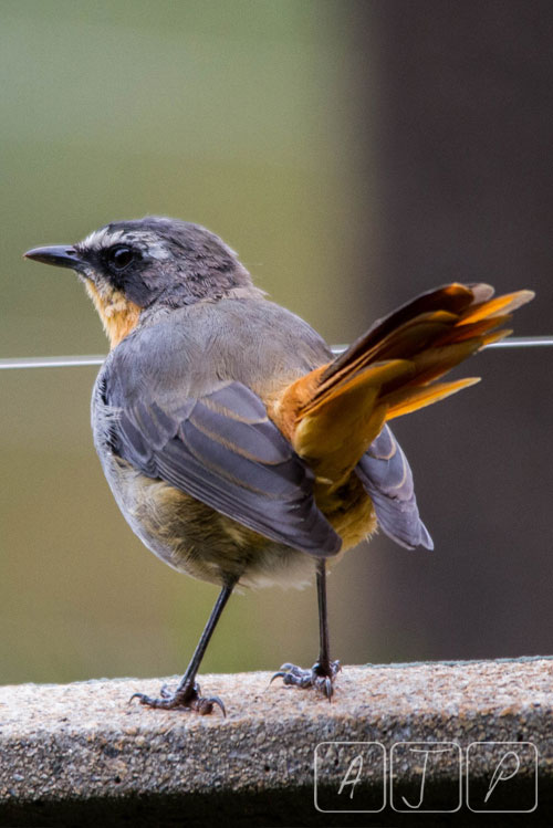 Robin Chat