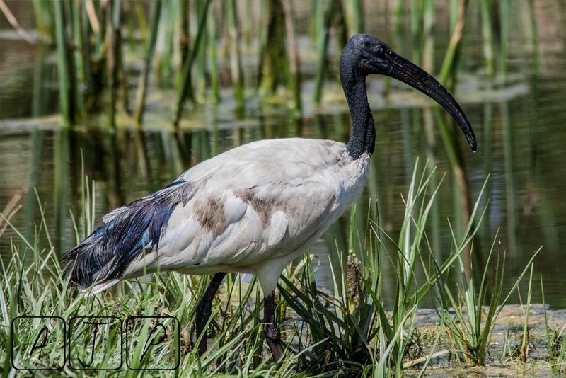 Sacred Ibis