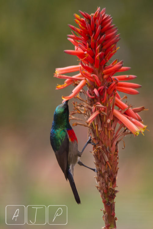 Southern Double-collared Sunbird