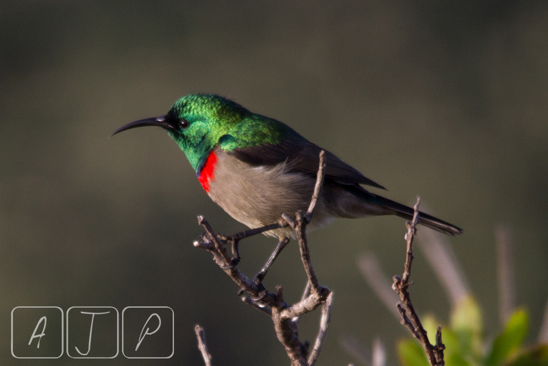 Southern Double-collared Sunbird