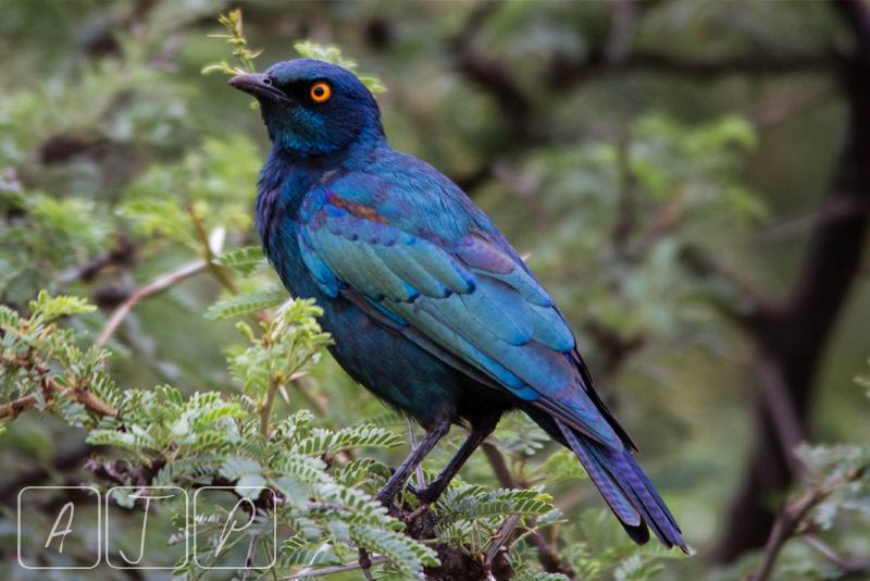 Greater Blue-eared Starling