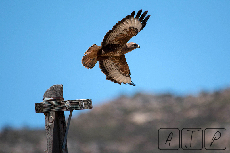 Steppe Buzzard