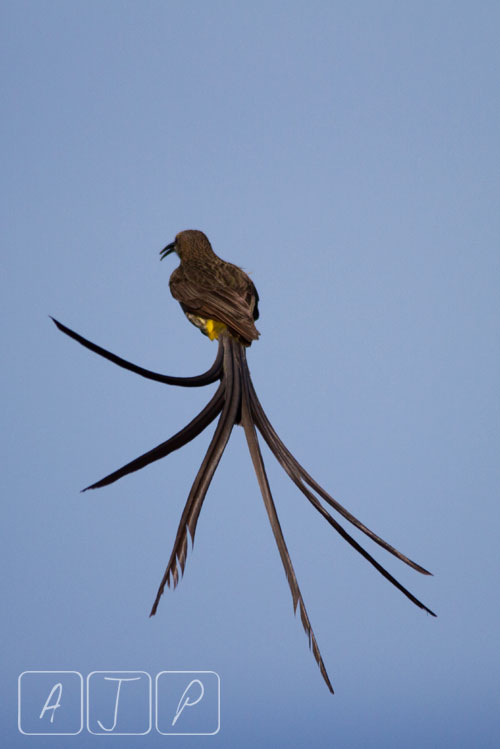 Cape Sugarbird
