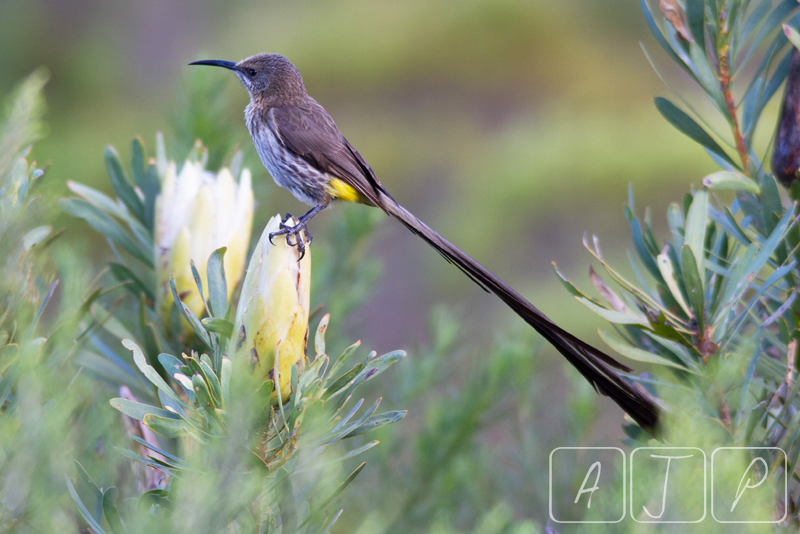 Cape Sugarbird