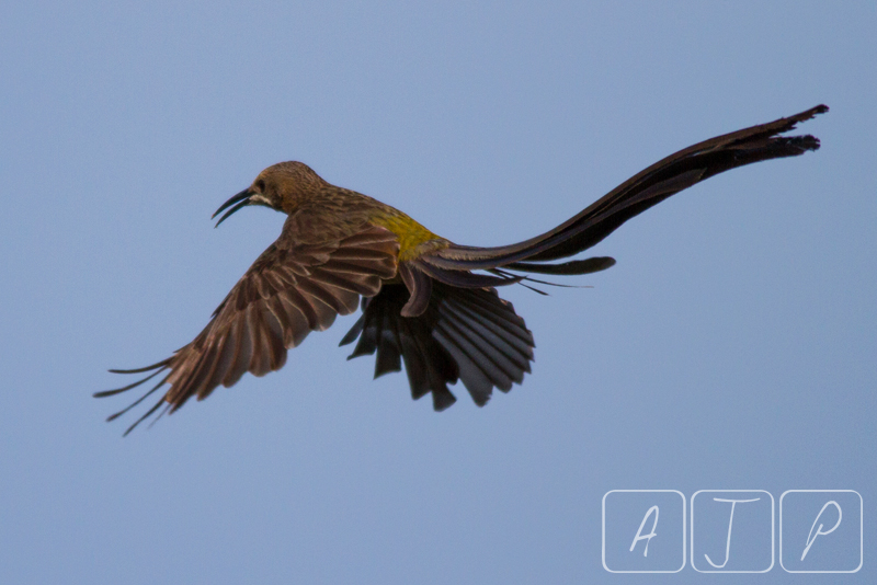 Cape Sugarbird