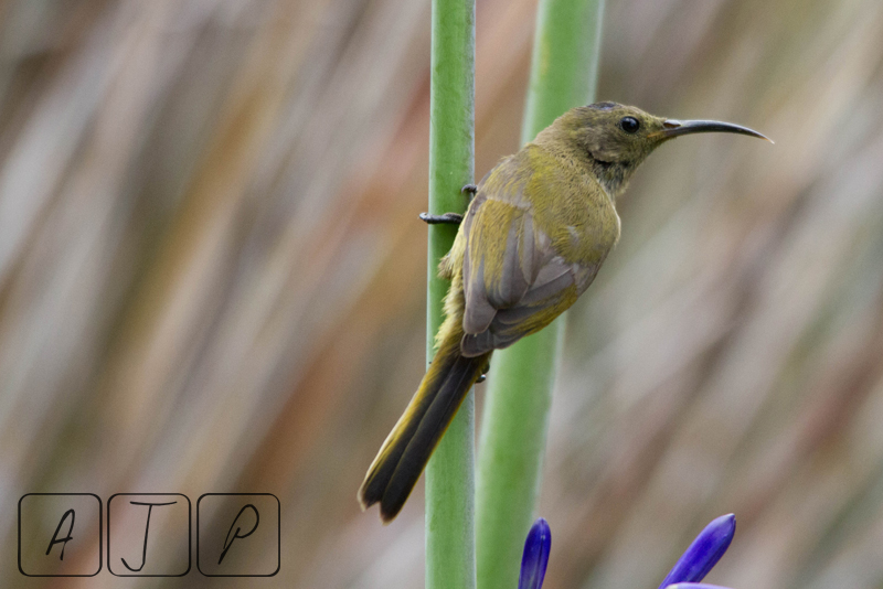 Orange-breasted Sunbird