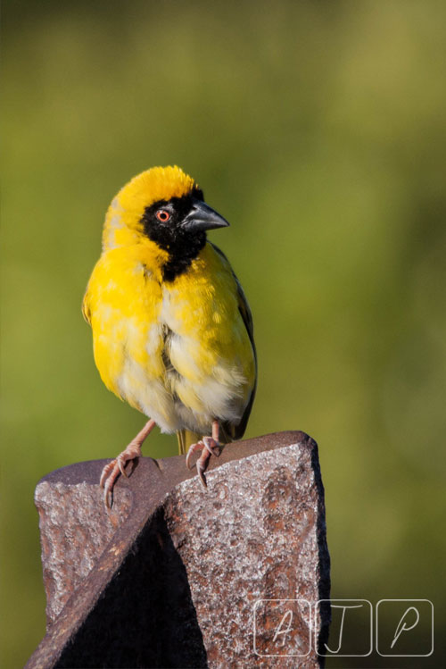 Southern-masked Weaver
