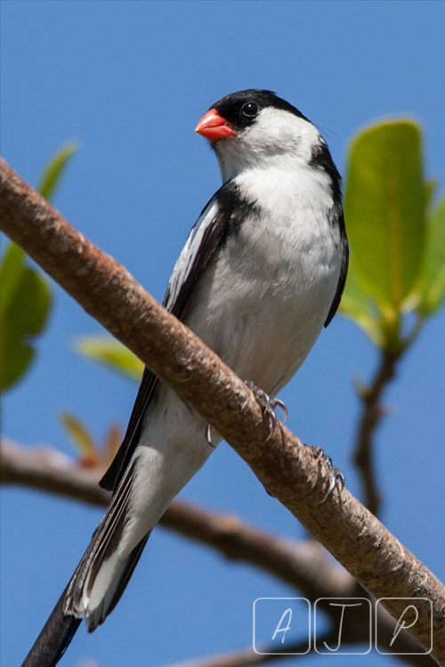 Pin-tailed Whydah