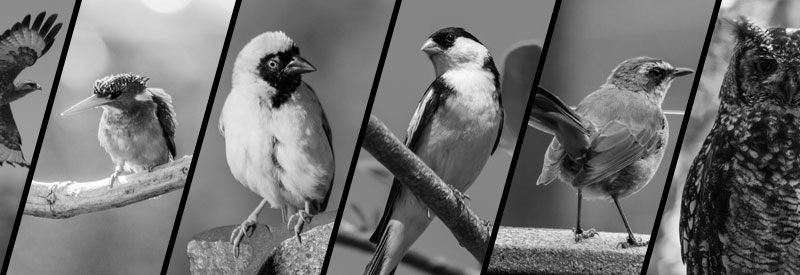 AJP Bird Photography