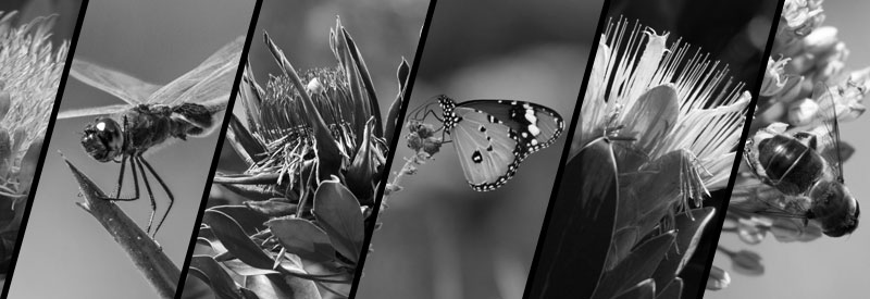 AJP Nature Photography