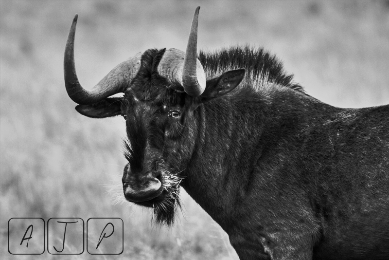 Black Wildebeest