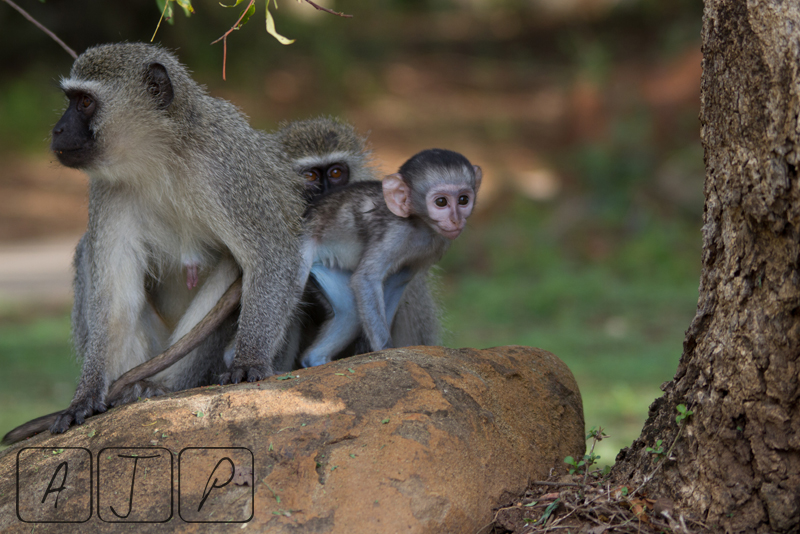 Blue Monkey