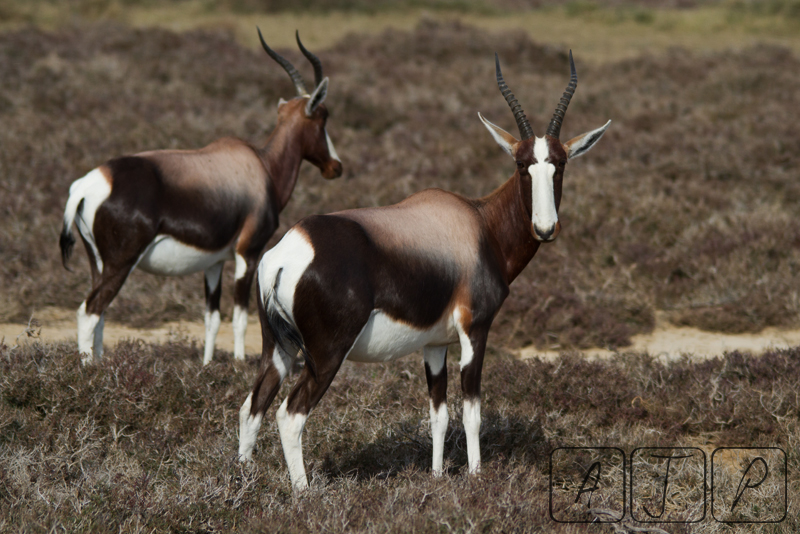 Bontebok