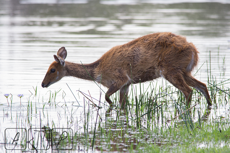 Bushbuck