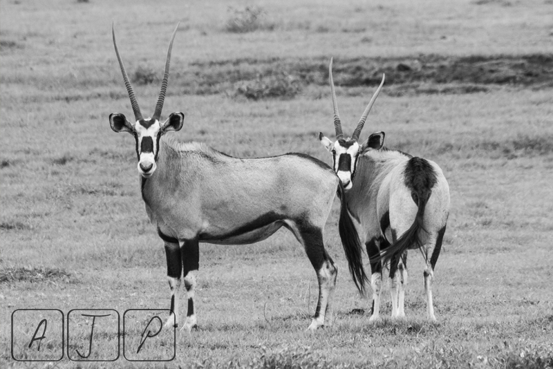 Gemsbok
