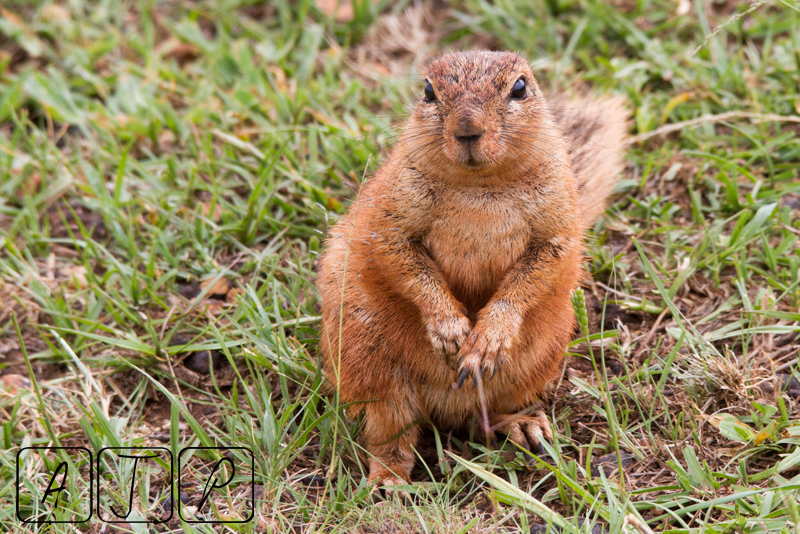 Ground Squirrel