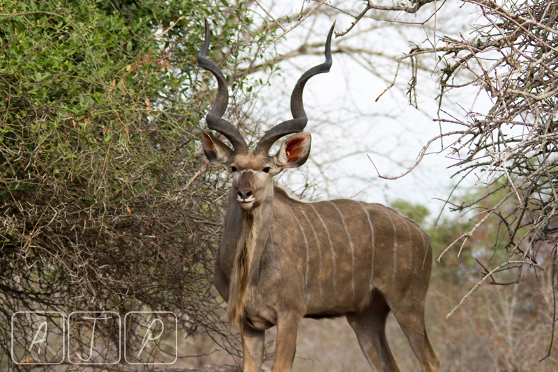Kudu Bull