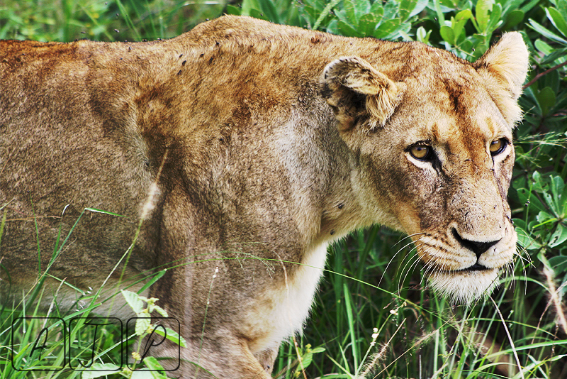 Lioness