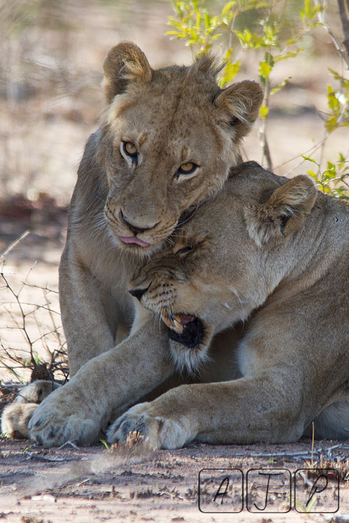 Lioness