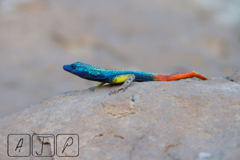 Lizard