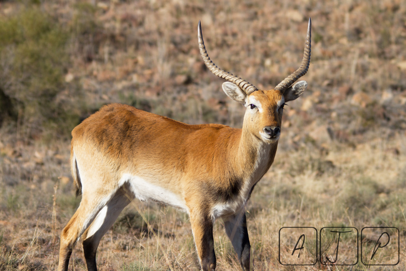 Red Lechwe