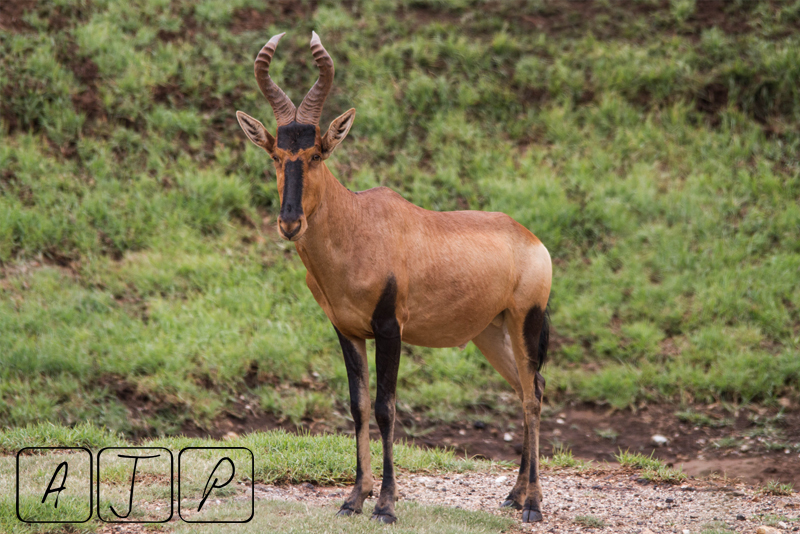 Red Hartebeest