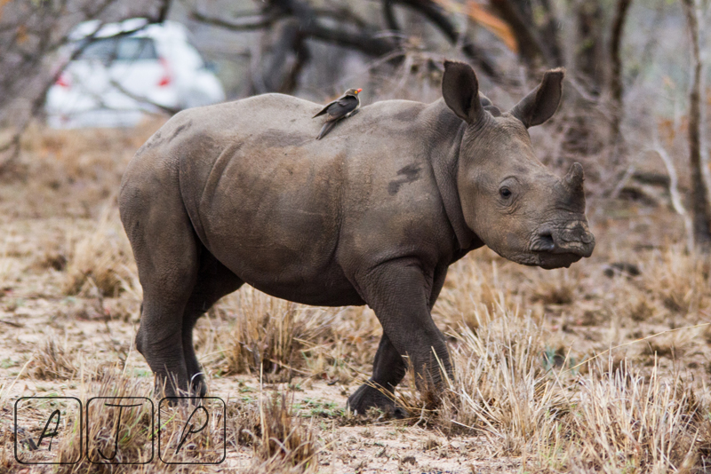 Rhino